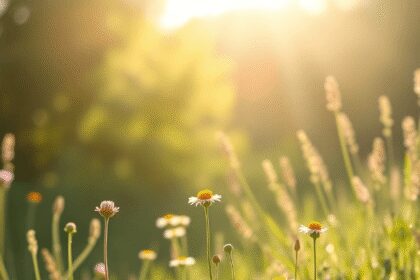 Fleurs sauvages baignées de doux rayons de soleil avec une lueur douce, évoquant calme et harmonie intérieure dans un cadre naturel serein.