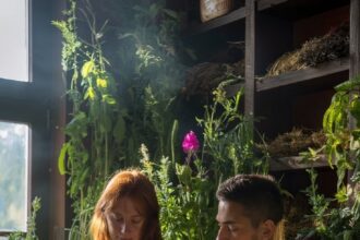 Pourquoi la phytothérapie est la clé de voûte d'une circulation énergétique saine