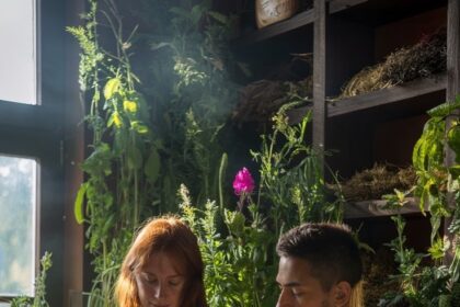 Pourquoi la phytothérapie est la clé de voûte d'une circulation énergétique saine