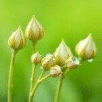 Gros plan de bourgeons de plantes fraîches avec des gouttes de rosée sur des jeunes pousses, contre un fond vert doux, symbolisant les extraits de ...