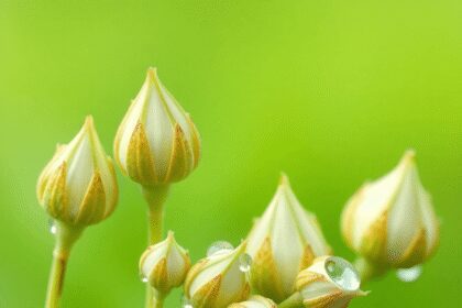 Gros plan de bourgeons de plantes fraîches avec des gouttes de rosée sur des jeunes pousses, contre un fond vert doux, symbolisant les extraits de ...