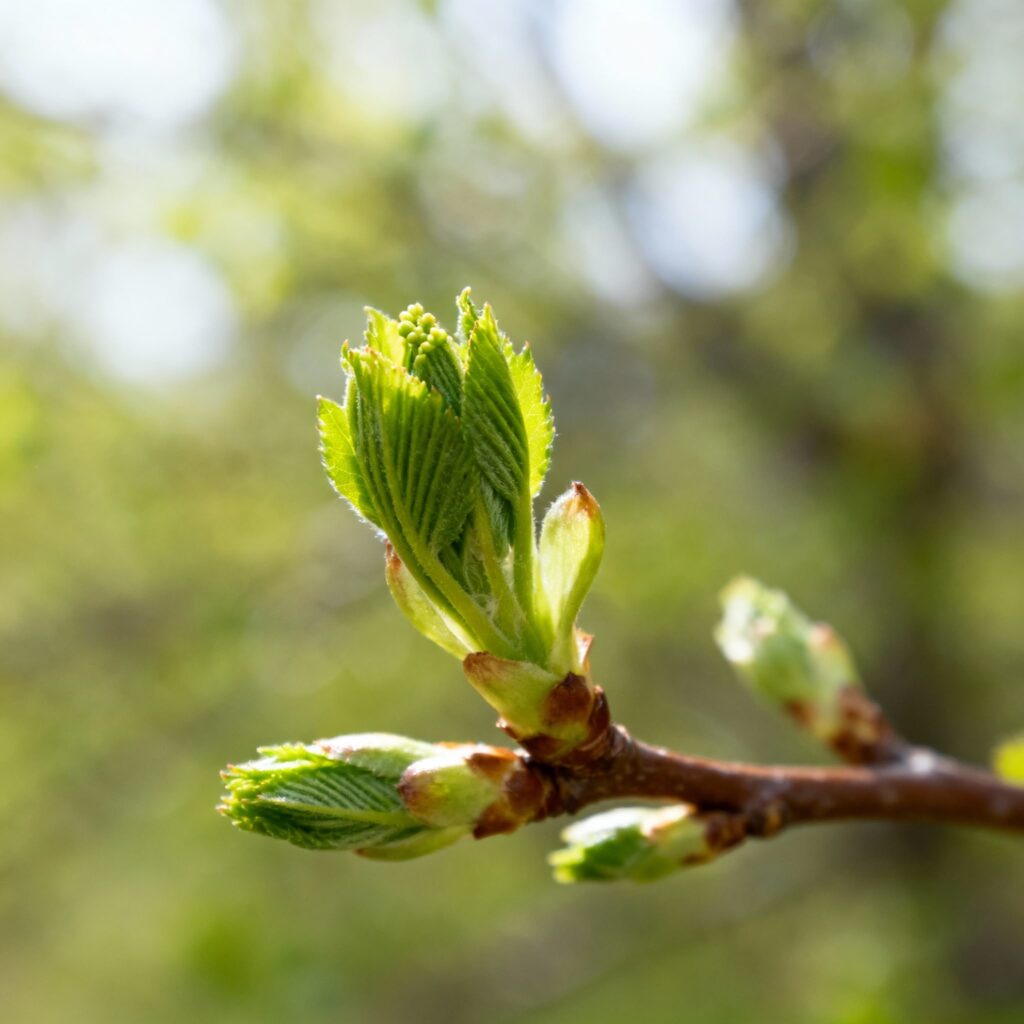 Gemmothérapie et émotions : comment les bourgeons influencent l’équilibre intérieur